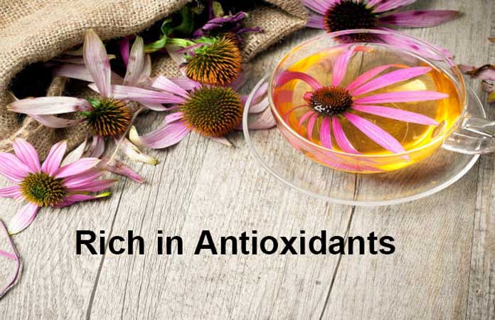 14 Healthy Facts Of Echinacea New Life Ticket
